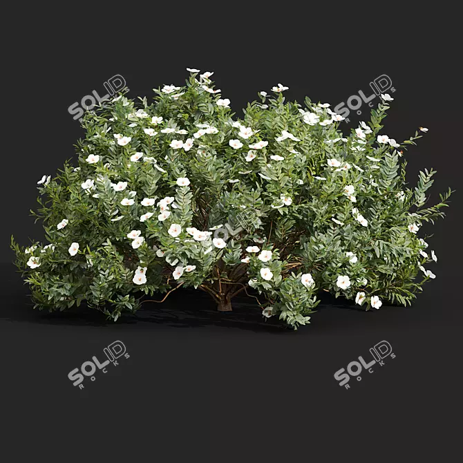  Cistus Albidus White Flower 3D Model Set 3D model image 2