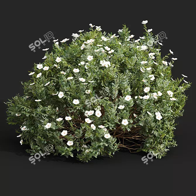  Cistus Albidus White Flower 3D Model Set 3D model image 3