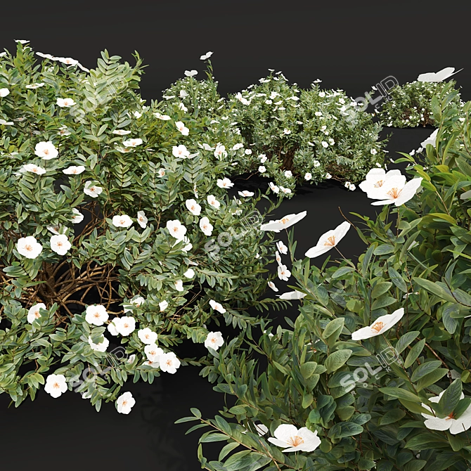  Cistus Albidus White Flower 3D Model Set 3D model image 4