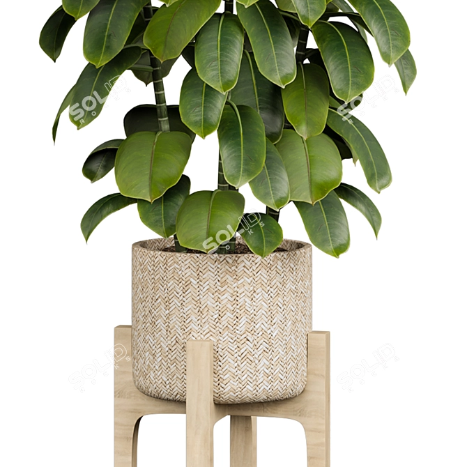 Ficus 3D Model V-Ray/Corona 3D model image 2