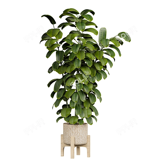 Ficus 3D Model V-Ray/Corona 3D model image 4