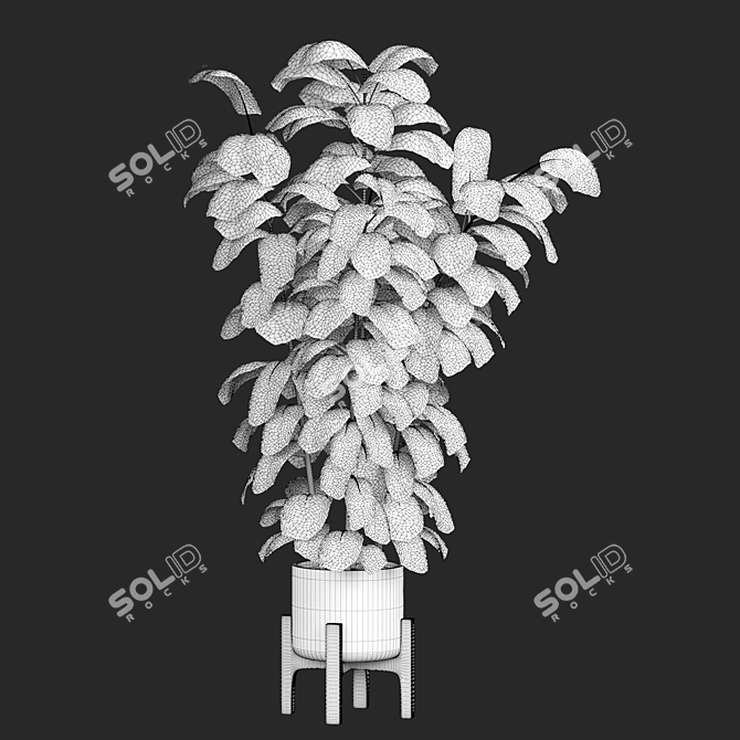 Ficus 3D Model V-Ray/Corona 3D model image 5