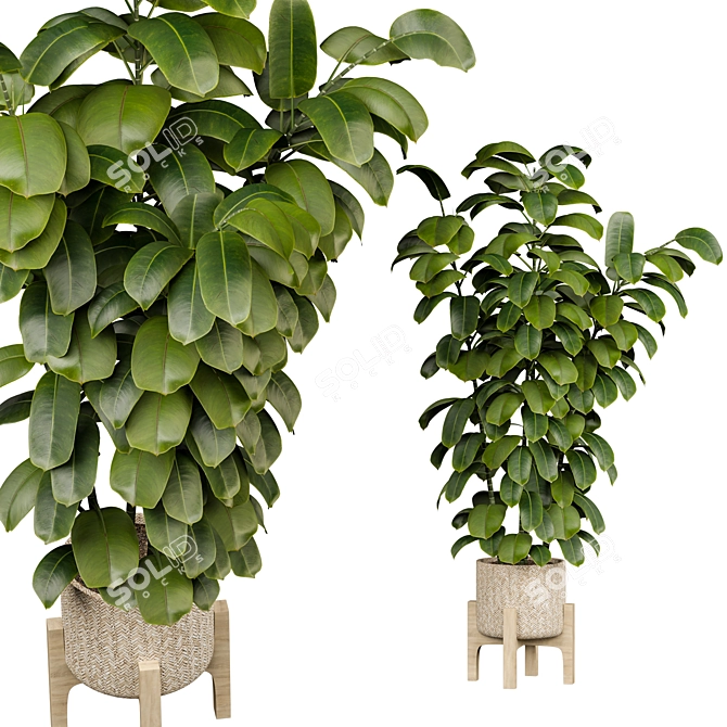 Ficus 3D Model V-Ray/Corona 3D model image 6