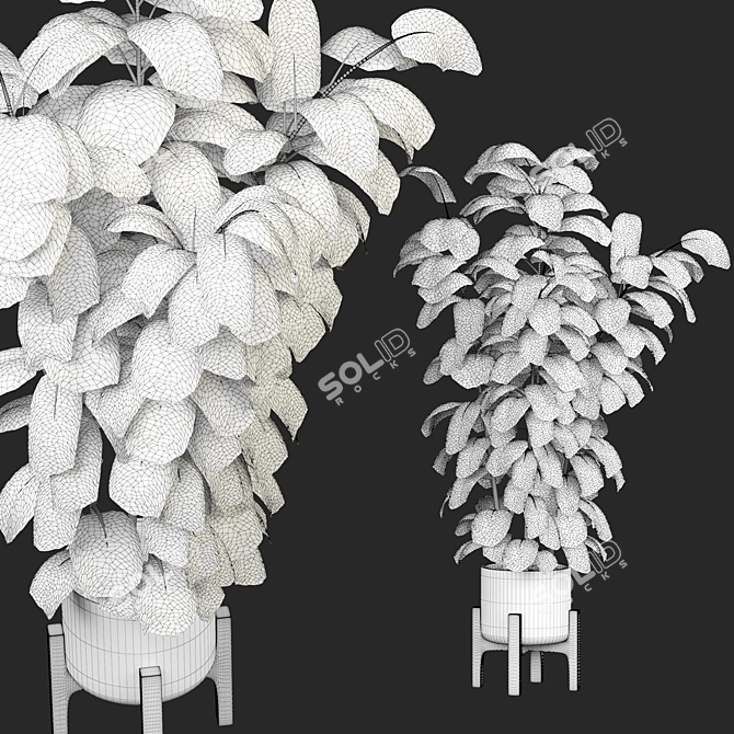 Ficus 3D Model V-Ray/Corona 3D model image 8