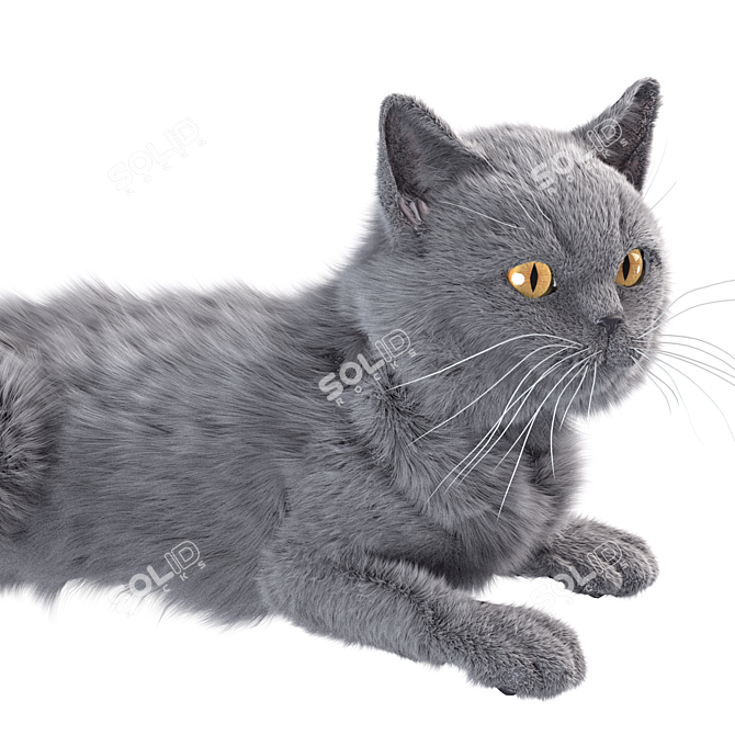 Sleek Gray Cat 4K Texture 3D model image 3