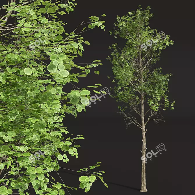 Sylvatica02 High Detail Fagus Tree 3D model image 2