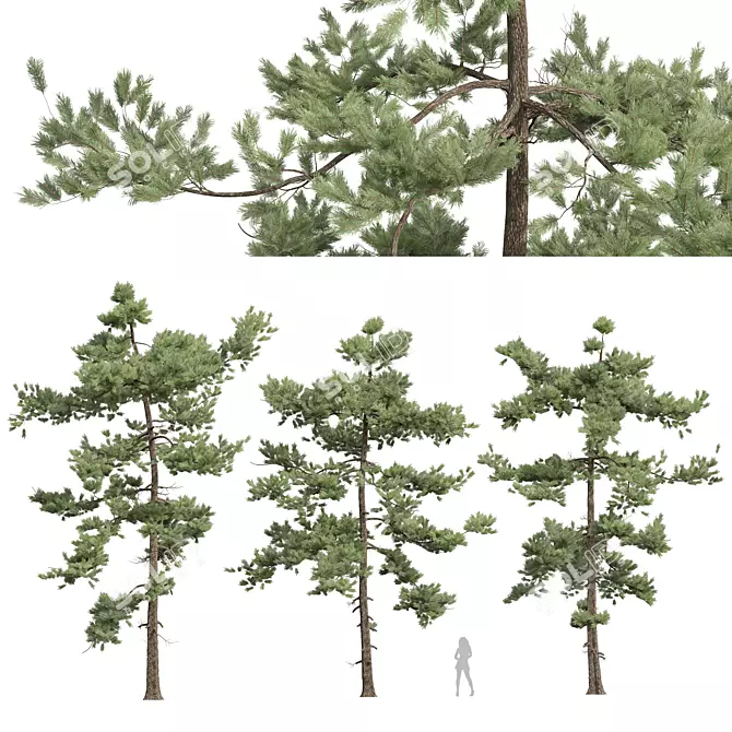 Detailed Pine Tree 3D Models 3D model image 1