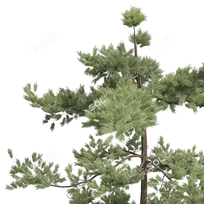 Detailed Pine Tree 3D Models 3D model image 2