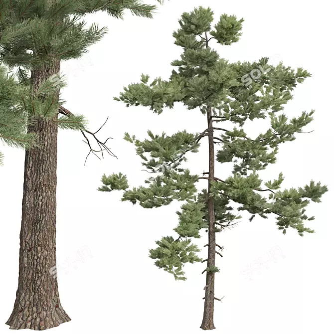 Detailed Pine Tree 3D Models 3D model image 3