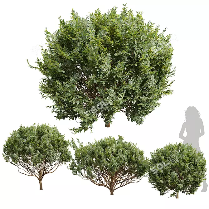 Cistus Albidus Zistrose Plant Collection 3D model image 1