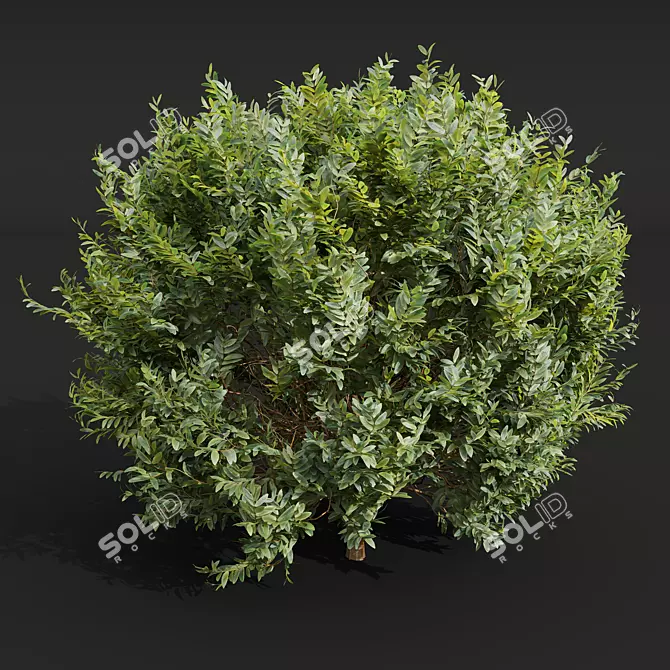 Cistus Albidus Zistrose Plant Collection 3D model image 2