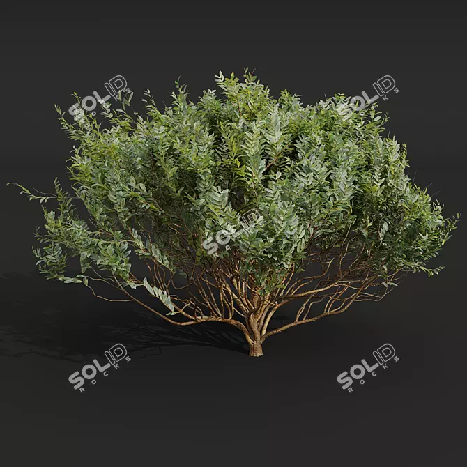 Cistus Albidus Zistrose Plant Collection 3D model image 3