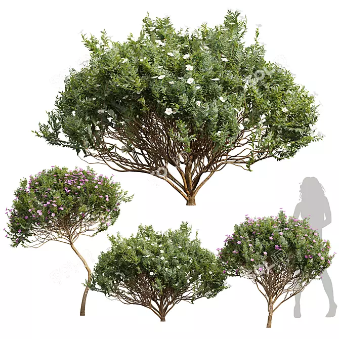 Cistus Albidus Zistrose Flower Set 3D model image 1