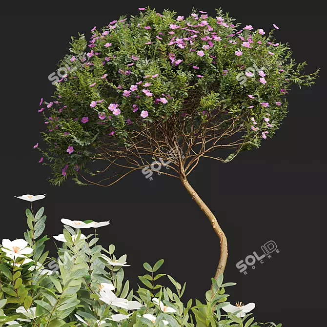 Cistus Albidus Zistrose Flower Set 3D model image 2