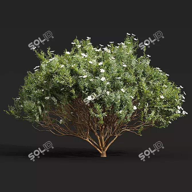 Cistus Albidus Zistrose Flower Set 3D model image 3