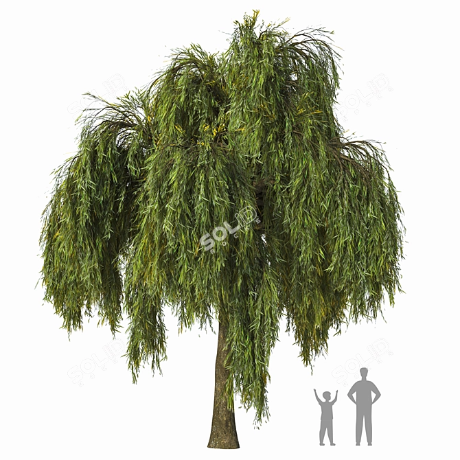 Detailed Weeping Willow Tree Pair 3D model image 1
