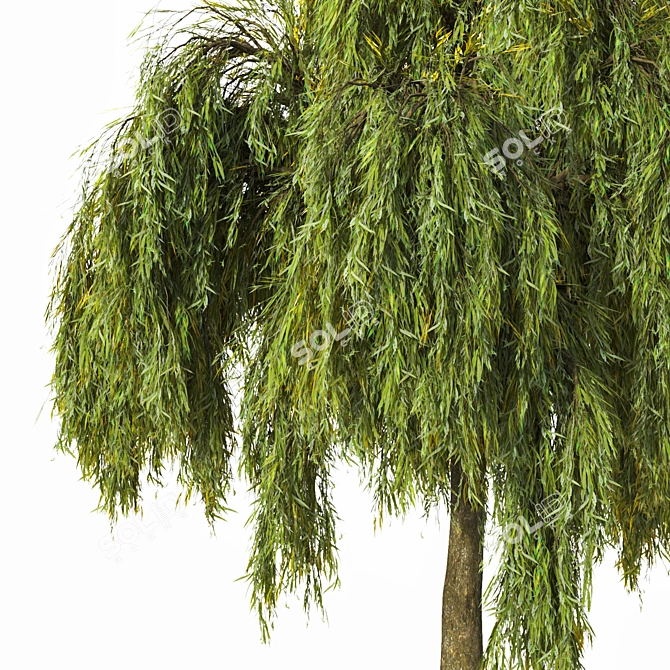 Detailed Weeping Willow Tree Pair 3D model image 2