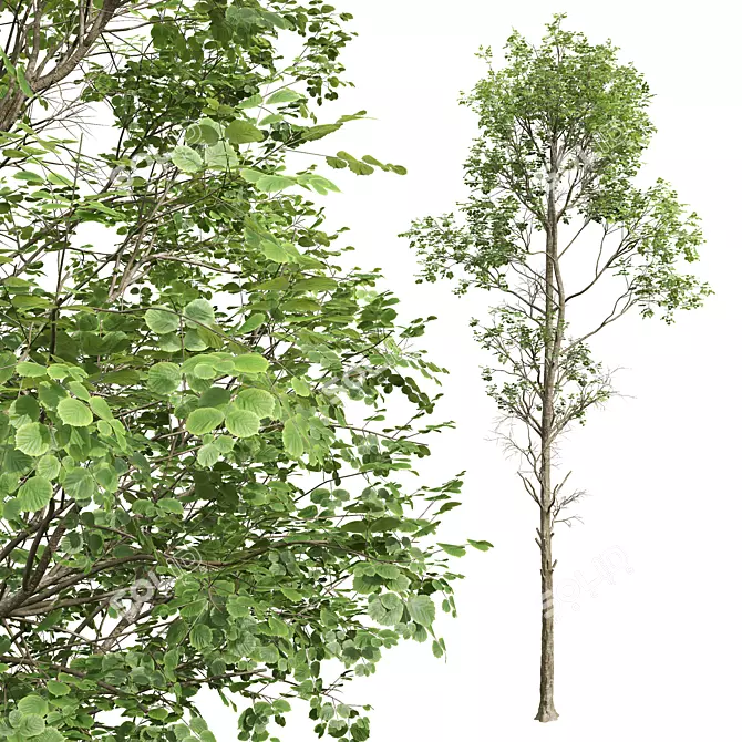 Detailed Fagus Sylvatica Tree Model 3D model image 2