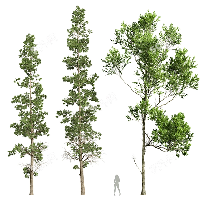 Forest Tree 3D Model Set 3D model image 1