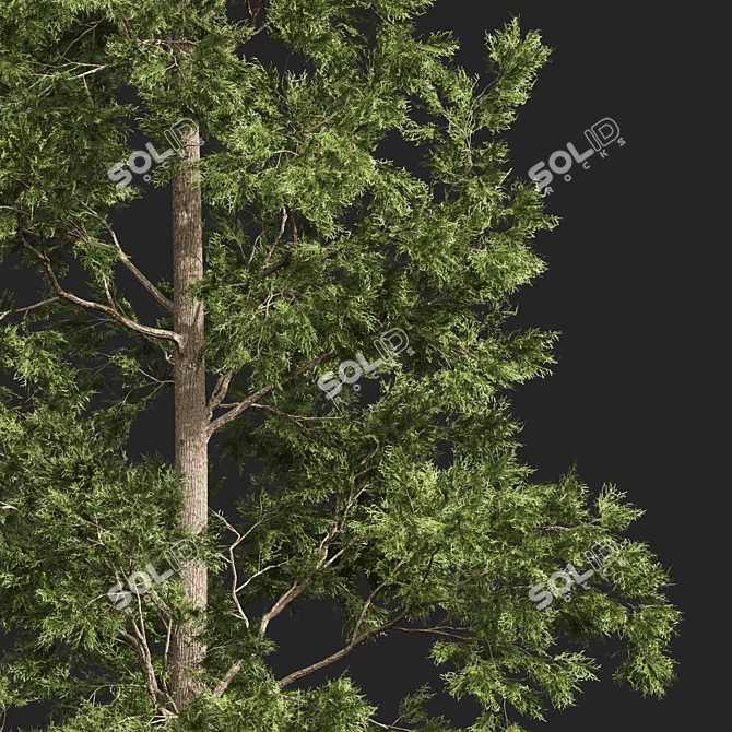 Forest Tree 3D Model Set 3D model image 3