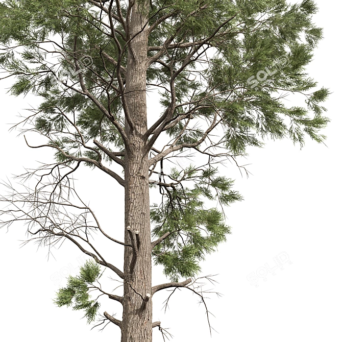 Forest Tree 3D Model Set 3D model image 4