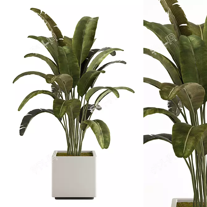Modern Minimalist Indoor Plant No.21 3D model image 1