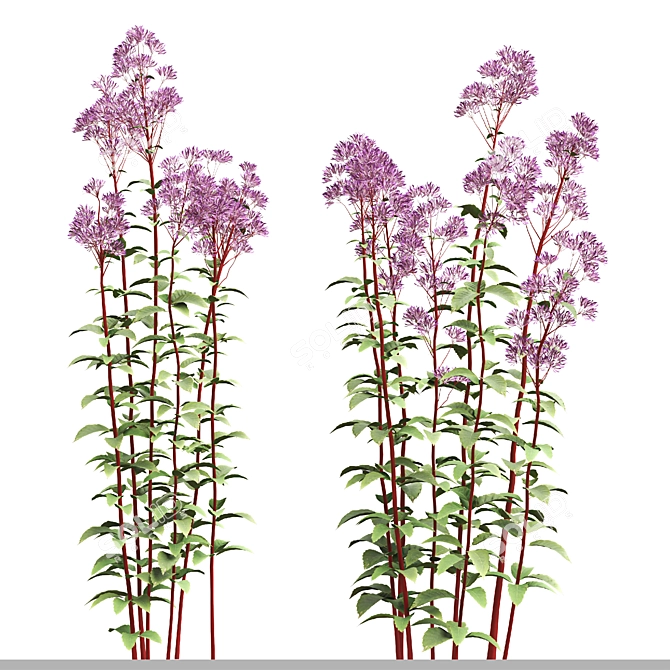 Joe Pye Weed Plants Set 3D model image 2