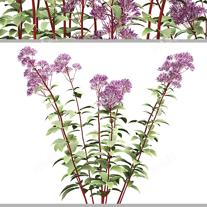 Joe Pye Weed Plants Set 3D model image 3