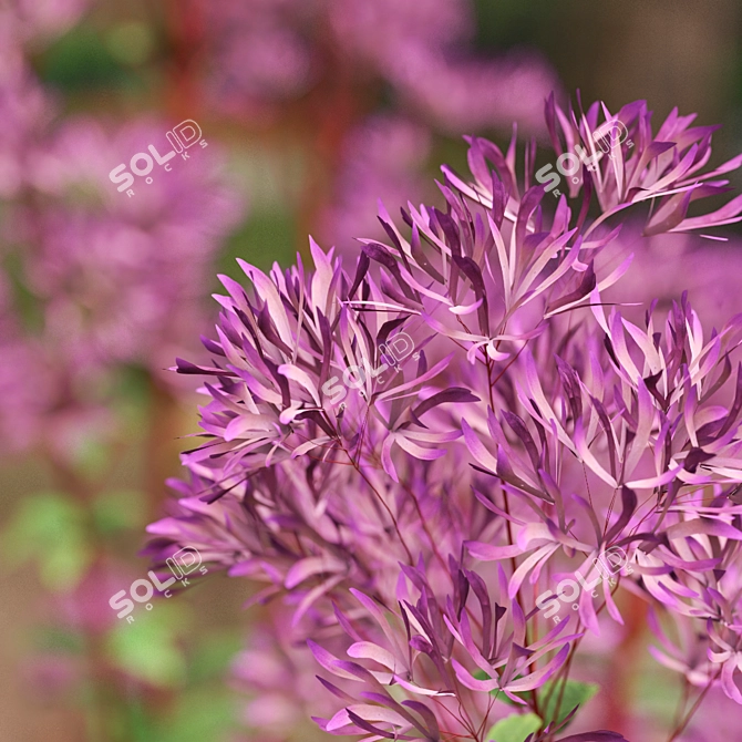 Joe Pye Weed Plants Set 3D model image 4