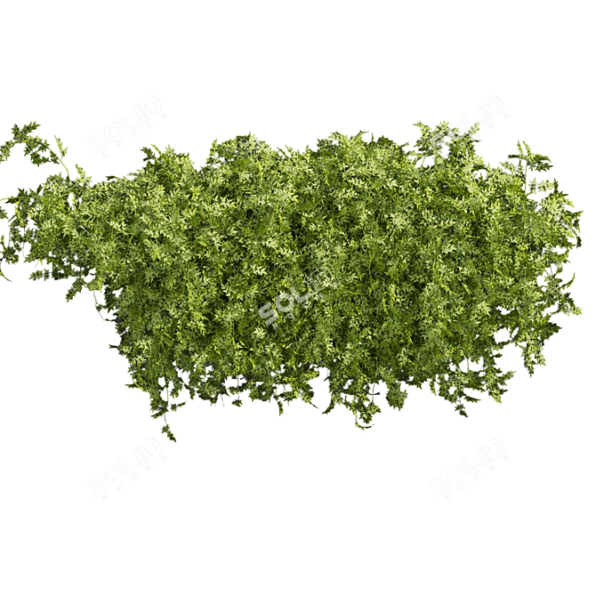  Bush Ivy Outdoor Plant 3D model image 3