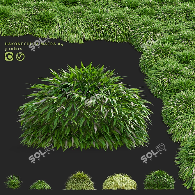 Hakonechloa macra Ornamental Grass Collection 3D model image 1