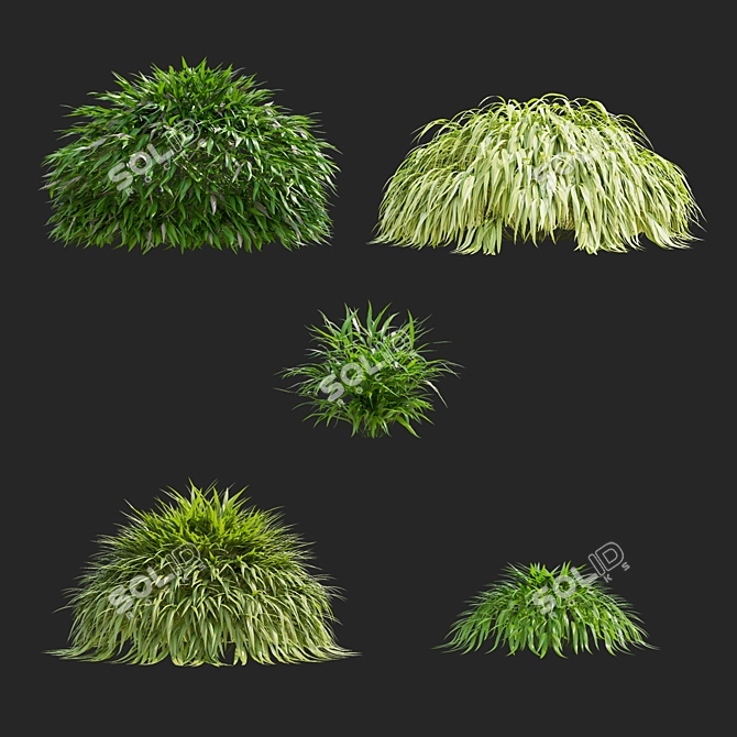 Hakonechloa macra Ornamental Grass Collection 3D model image 2