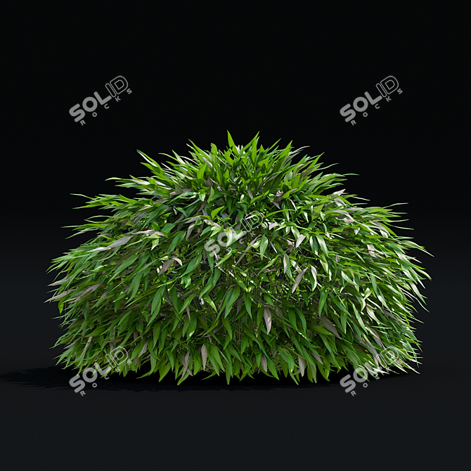 Hakonechloa macra Ornamental Grass Collection 3D model image 3