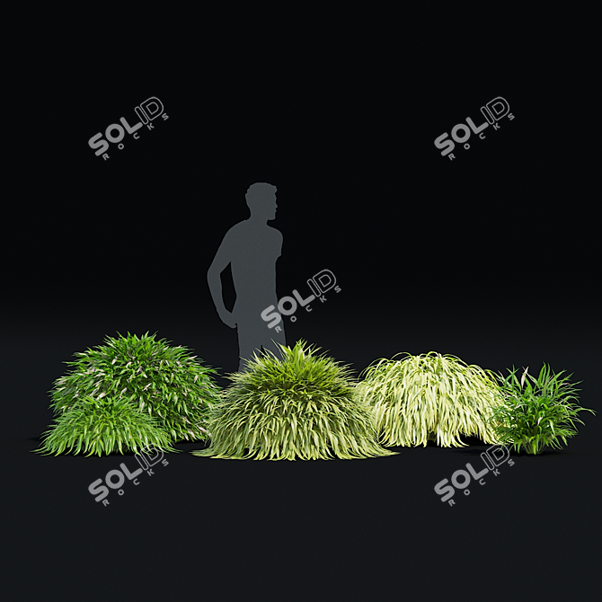 Hakonechloa macra Ornamental Grass Collection 3D model image 5