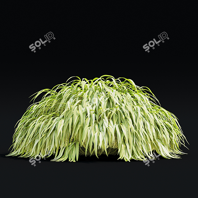 Hakonechloa macra Ornamental Grass Collection 3D model image 6