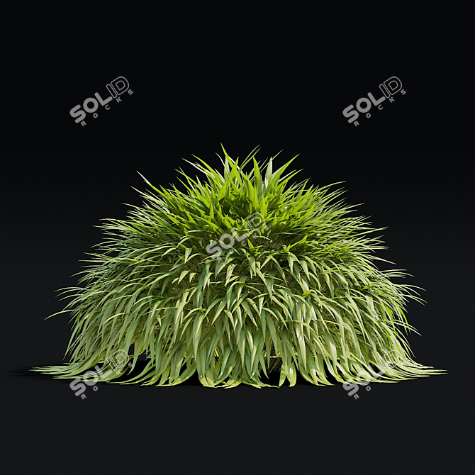 Hakonechloa macra Ornamental Grass Collection 3D model image 7