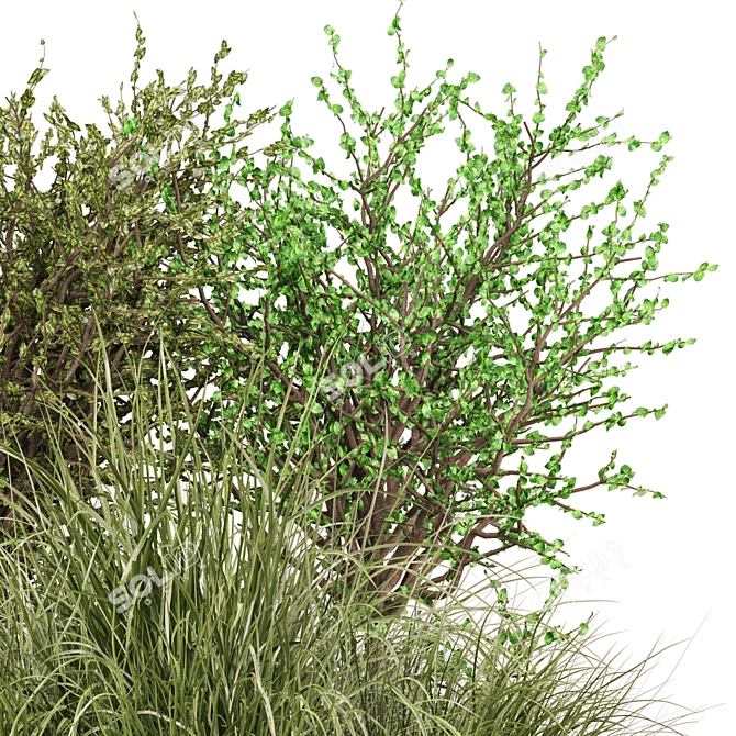 Outdoor Bush Plant Models Set 3D model image 4