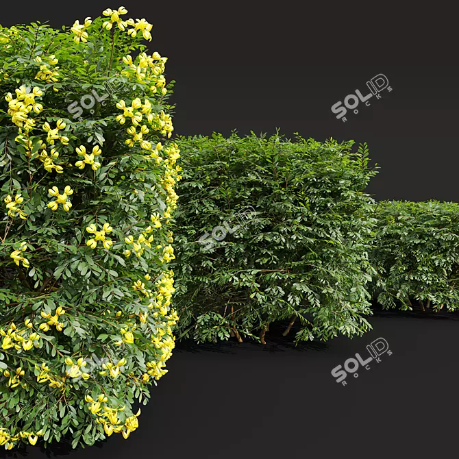 Lemon-Yellow Blooming Evergreen Shrub 3D model image 2