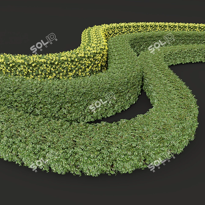 Lemon-Yellow Blooming Evergreen Shrub 3D model image 3