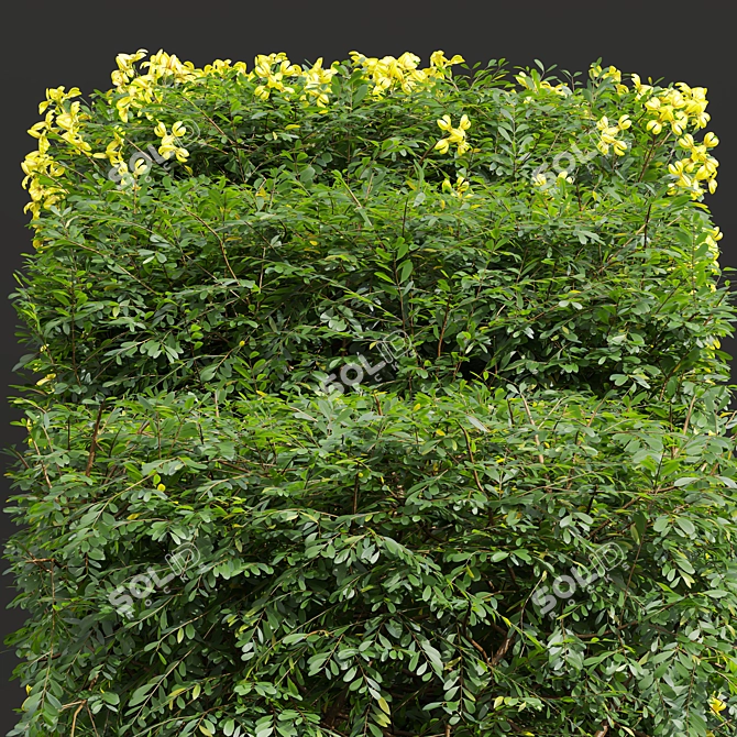 Lemon-Yellow Blooming Evergreen Shrub 3D model image 4