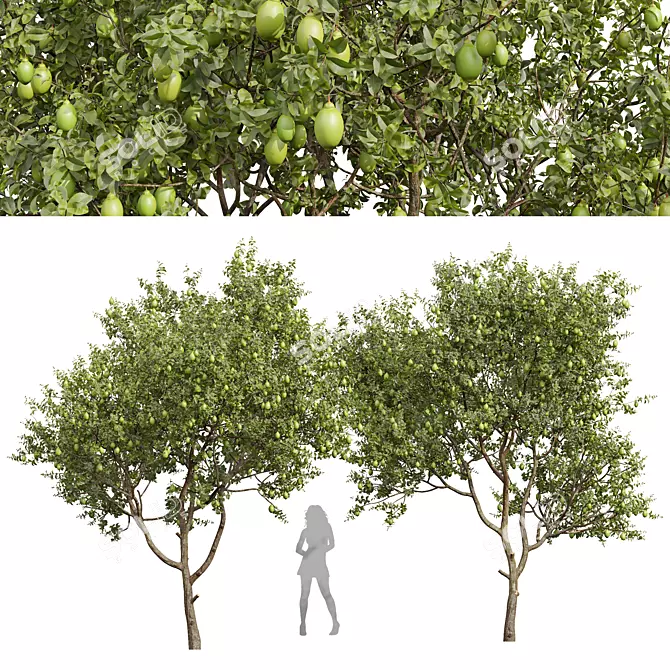 Meyer Lemon Tree 3D Model 3D model image 1