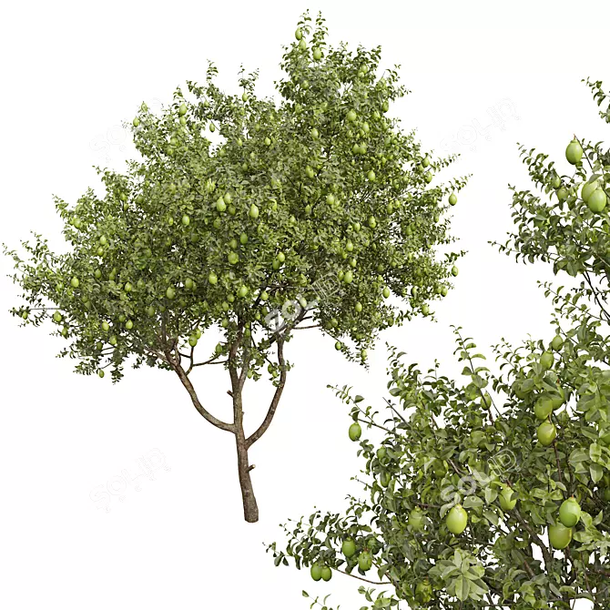 Meyer Lemon Tree 3D Model 3D model image 3