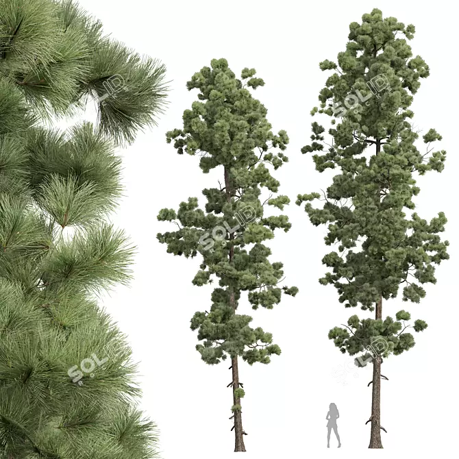 Detailed Pinus Palustris Tree Model 3D model image 1