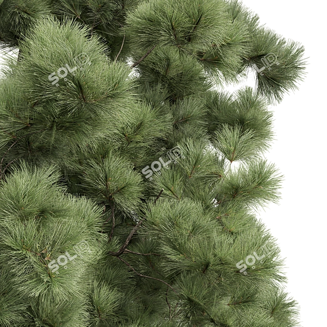 Detailed Pinus Palustris Tree Model 3D model image 2