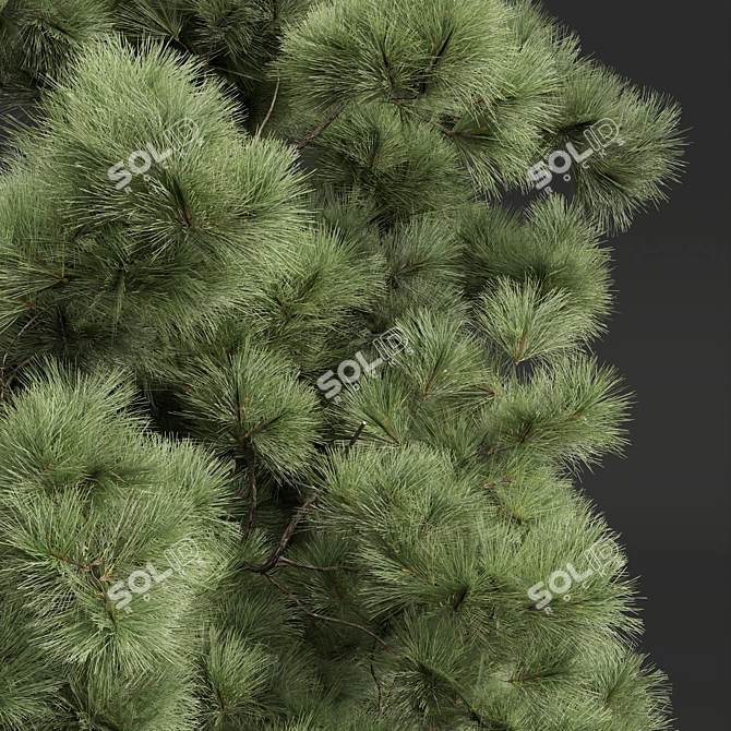 Detailed Pinus Palustris Tree Model 3D model image 4