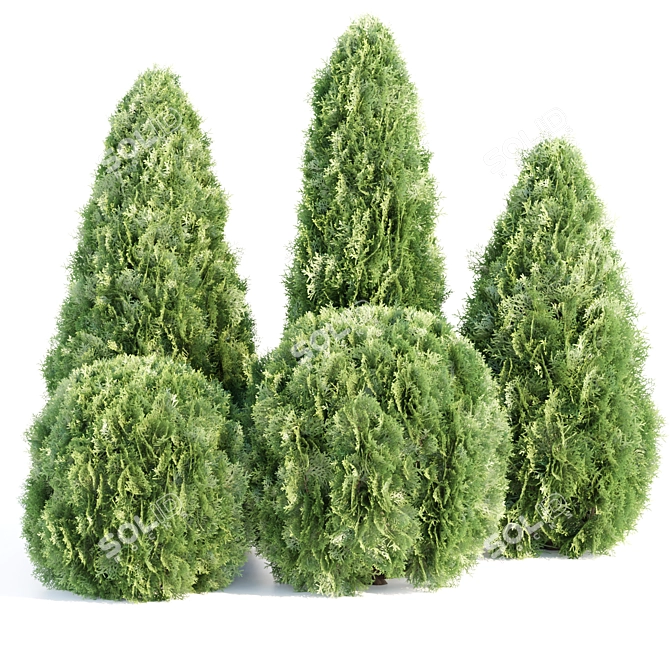 Emerald Thuja Tree 3D Model 3D model image 1