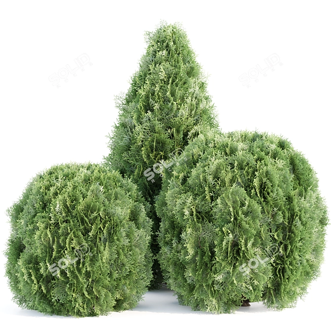 Emerald Thuja Tree 3D Model 3D model image 3