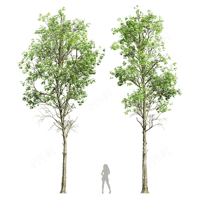 Fagus Sylvatica 3D Tree Models 3D model image 1