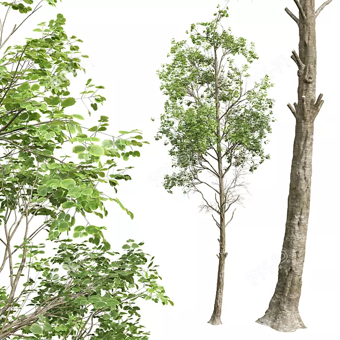 Fagus Sylvatica 3D Tree Models 3D model image 3