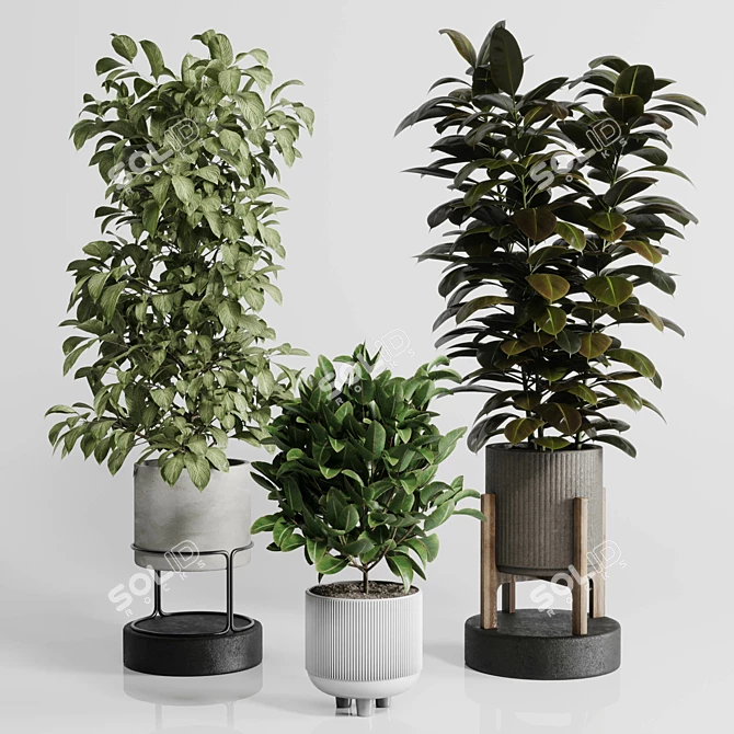 Ficus Rubber Tree Set 3D 3D model image 2